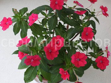 Новогвинейский бальзамин SunPatiens Compact Magenta
