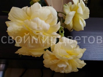 Бегония Belleconia Chardonnay