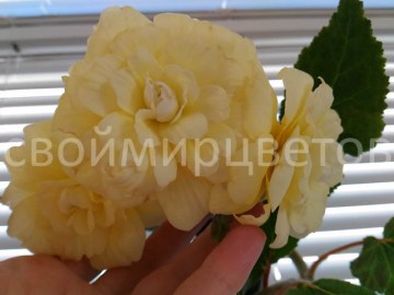 Бегония Belleconia Chardonnay