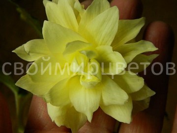 Бегония Belleconia Cream