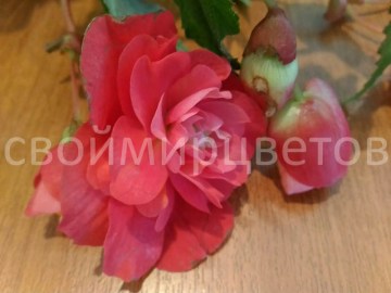Бегония  Florence Pink