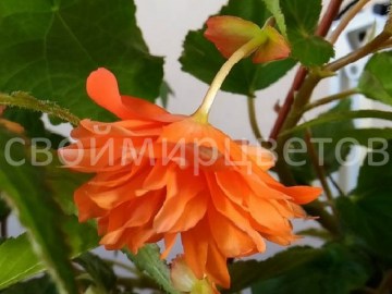 Бегония Belleconia Orange
