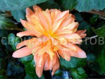 Бегония Belleconia Orange