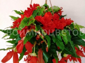 Бегония Belleconia Red