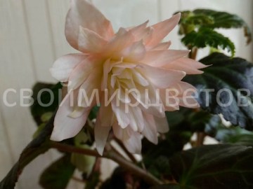 Бегония Belleconia Soft Peach