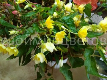 Бегония belleconia Yellow