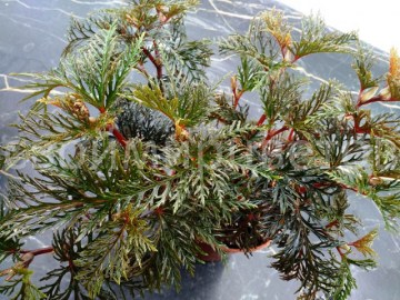 Бегония Bipinnatifida
