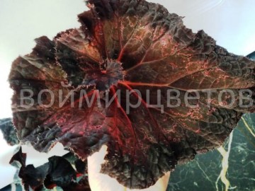 Бегония Black Queen