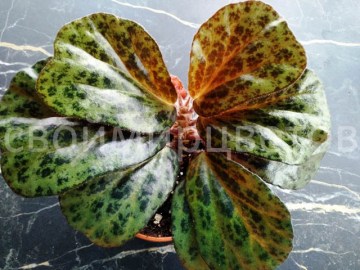 Бегония Blancii Mottled