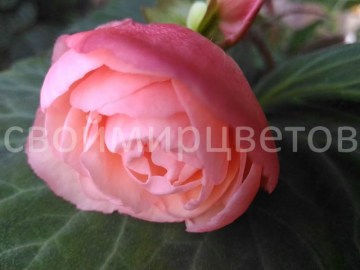 Бегония душистая Just Peachy