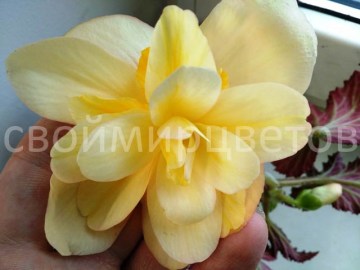 Бегония Fragrant Falls Lemon АРОМАТНАЯ