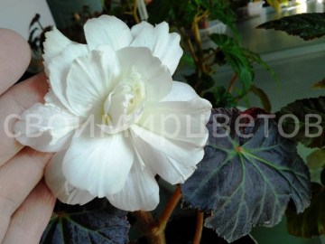 Бегония Illumination white