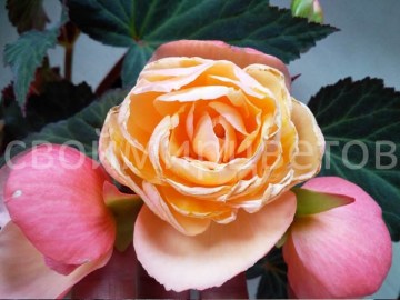 Бегония душистая Just Peachy