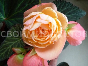 Бегония душистая Just Peachy