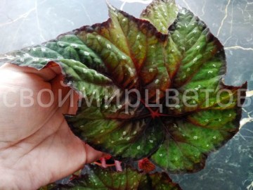 Бегония Kurodiya