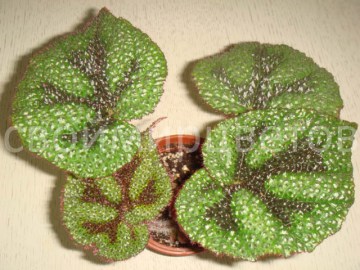 Бегония Masoniana