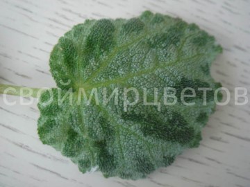 Бегония Silver Jewel