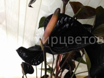 Антуриум Black Beauty