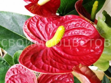 Антуриум Red