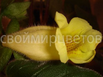 Синнингия Conspicua