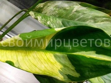 Спатифиллум New One