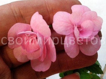 Ахименес Pink Double