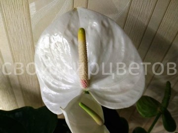 Антуриум White