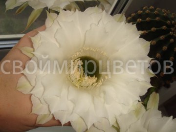 Кактус Эхинопсис белоцветковый