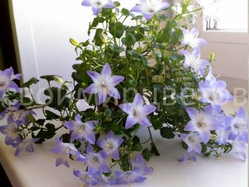 Кампанула Любовник