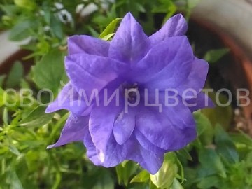 Кампанула Жених махровый