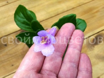 Хирита  latifolia x linearifolia