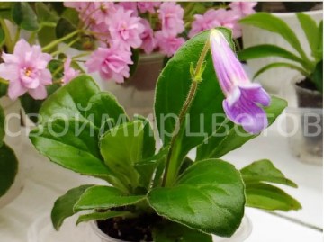 Хирита  latifolia x linearifolia