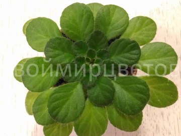 Петрокосмея Floribunda
