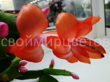 Шлюмбергера Orange Flame