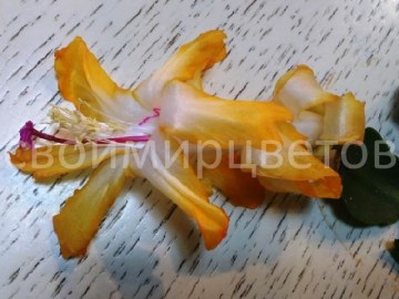 Шлюмбергера Tea Rose