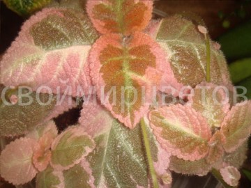 Эписция акварельная Pink Smoke