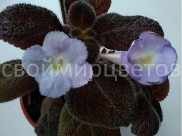 Эписция Lilacina Chocolate Velour