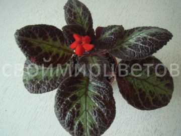Эписция Jim's Triple Star