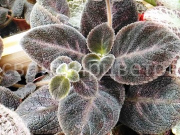 Эписция Lilacina Chocolate Velour