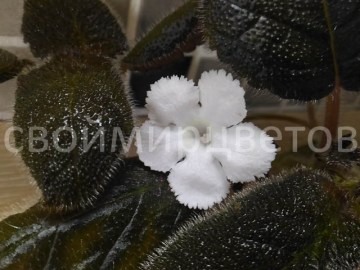 Эписция Panama White