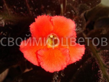Эписция Raspberry Blush