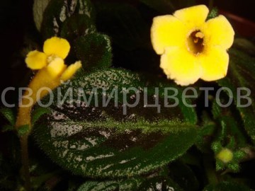 Эписция Sun Gold химера