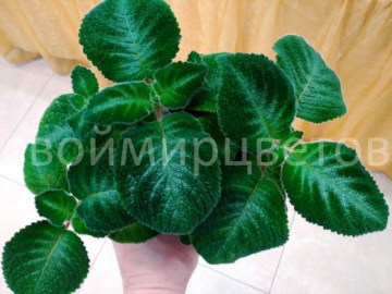 Эписция lilacina Viridis
