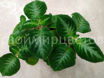 Эписция lilacina Viridis
