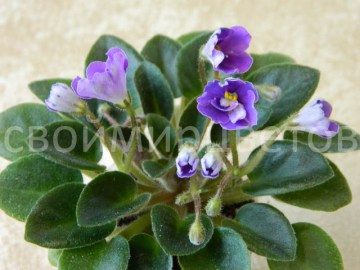 Фиака Lavender Rage