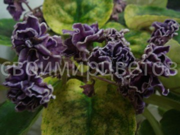 Фиалка АН-Мадам Бовари
