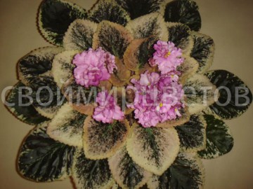 Фиалка Apache Primrose