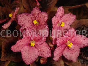 Фиалка Buckeye Cherry Freckles