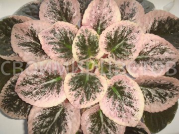 Фиалка Buckeye Cherry Freckles