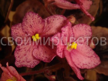 Фиалка Buckeye Cherry Freckles